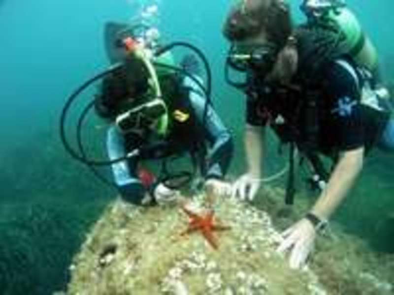 BUCEO EN BALI